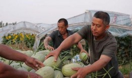 网红吃瓜吃到自己家,一场意外的“瓜田奇遇记”